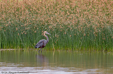 Purpurreiher (5 von 12).jpg